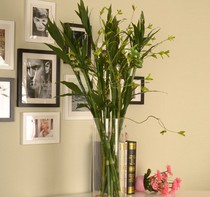 Simulation Rich And Expensive Bamboo Open Transport Bamboo Field Rural Living Room Living Room Room Fake Flower Silk Flower Decoration Flowers Green Planting Flower Art