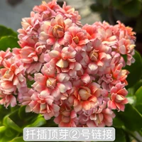 Импортированные цветы долговечности тяжелые лепестки большие цветы черенки