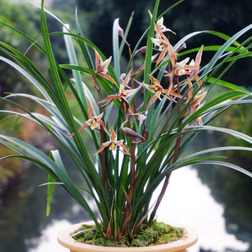 寒蘭-26145-4HD　609　紅無点×渚　苗　交配種 寒兰天香奇蝶兰花苗-寒兰天香奇蝶兰花苗促销价格、寒兰天香奇蝶兰花苗