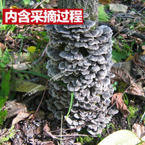 Wild Yunzhi Changbai Mountain Wild Ganoderma lucidum Yunzhi film Changbai Mountain Yunzhi Trichoderma Ganoderma lucidum
