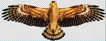 Static wind eagle painting plate Eagle picture 1 meter eagle number 016