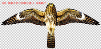 Static wind eagle painting plate Eagle picture 1 2 meters harrier number 025