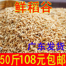 Guangdong shelled early new rice feed chicken duck goose pigeon bird food poultry pet raw grain rice millet 50kg
