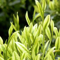 Authentic Anji White Tea 2021 New Tea Bean Fragrant Super Alpine Rare Green Tea Tea in Bulk