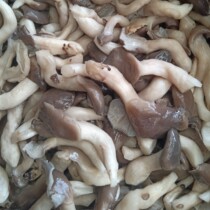Cold vegetables raw materials of mushrooms clear water Ji mushrooms salt pickled edible mushrooms net weight of about 10kg