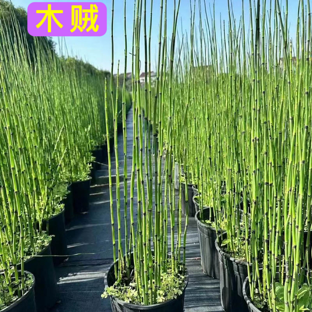 笔管草-笔管草促销价格、笔管草品牌- 淘宝, image size:1024x1024