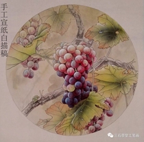 Gongbi painting basic entry draft White sketch manual rice paper sketch sketch Grape 01 Any three pictures
