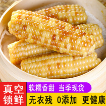 Yunnan Banna sweet small waxy corn vacuum instant fresh pick Yunnan sticky flower glutinous corn cob 5kg