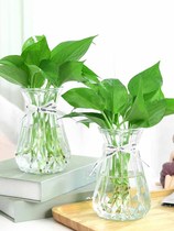 Thickened Nordic simple Net red glass vase transparent hydroponic green rose creative water plant vase small ornaments