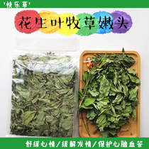  Protect the stomach and stomach Peanut leaf forage relieve estrus happy grass nutritional supplement protect the heart rabbit Dutch pig health care