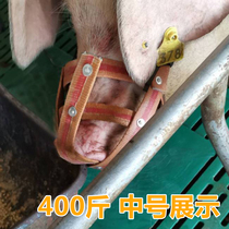 Nius mouth set sow anti-bite piglet mouth set horse cage head set mouth bull mouth cover anti-mess eating bite anti-bite rack sow mouth cover