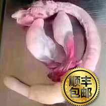 Jilin sika deer deer farm breeding direct sales fresh deer whip