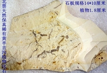 North ticket natural wonder stone ornamental stone fossil tree fossil Huang Banjigou rare plant fossil 1879