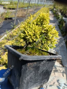 盆栽 黄金真柏 樹高45cm 黄金真柏-黄金真柏促销价格、黄金真