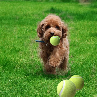 装飾用の送料無料テニスボール、猫と犬用のペットのおもちゃのテニスボール、耐摩耗性と耐噛み性のテニスボール20個。