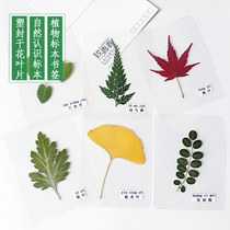 Plastic-sealed leaf specimen plant over-plastic green kindergarten recognizes leaves real maple leaf dried flower student bookmark greeting card