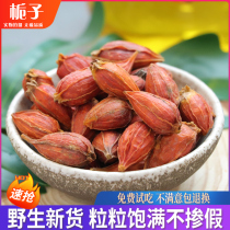 Gardenia 500g bulk Chinese herbal medicine mountain gardenia flower red gardenia fruit also sold chicory Gardenia barley tea