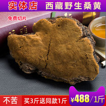 Wild Mulberry yellow Tibet deep mountain wild Ganoderma lucidum mulberry yellow can be sliced 500 grams Buy 3 get 1 free