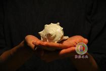 萨 Sakya Light Original〓Right-handed Conch of porcelain Joy of the Heavens