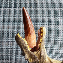 Fossils of Spinosaurus teeth (8 8cm large meat-eating dinosaur teeth) without repair fine packaging