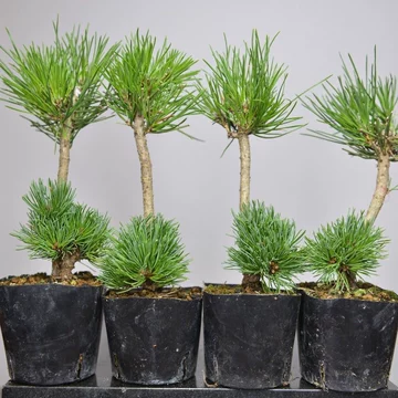 精品五针松-精品五针松促销价格、精品五针松品牌- 淘宝