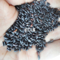 Yunnan specialty farmhouse black rice grains non-Northeast black rice grains 500g pieces 3 pieces