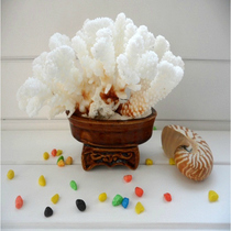 Natural coral small ornaments fish tank landscaping family living room help office fortune tree conch marine shell decoration