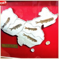 Paleontological fossils of Western Liaoning Natural five fish fossils