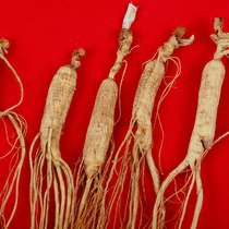 Mountain ginseng under the forest Changbai Mountain ginseng mountain ginseng about 8 grams of wild ginseng for more than 13 years