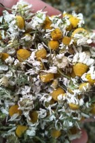 German chamomile dried flower grain tea herbal tea from the base green ecological planting natural drying as soap raw material