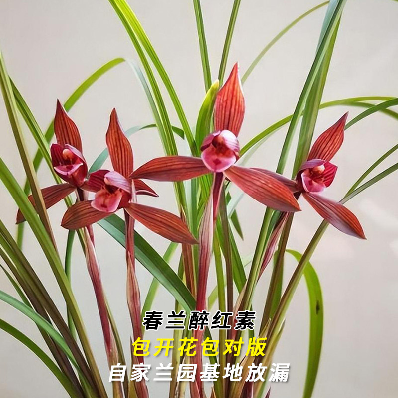 醉红素兰花-醉红素兰花促销价格、醉红素兰花品牌- 淘宝