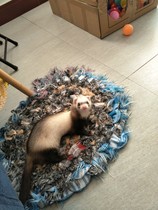 Small pet ferret mat Rub dry hair mat Kennel mat Dog blanket Cat mat Pet mat Cotton mat Winter dog blanket