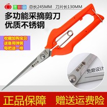 Sagawada fruit scissors Grape pruning special scissors Pepper artifact Branch pruning knife Dragon fruit scissors Fruit picking