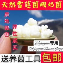 Tibetan snow lotus bacteria Tibetan Ling mushroom Tianshan Snow lotus bacteria Homemade yogurt bacteria Kefir bacteria 