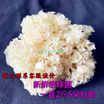 Rong Yixin fresh Hydrangea mushroom petal mushroom flower fungus horse Bud fungus 1kg boxed hot pot