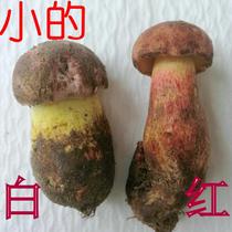 1000g Fresh small red onion white onion See hand Qinghuang Niu liver bacteria Yunnan specialite wild fungus Non-dry goods