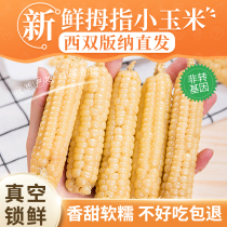  Yunnan Xishuangbanna thumb small corn Fresh white glutinous corn Daijia glutinous corn cob vacuum instant 1 kg 4 kg