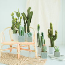 Taotao with ins wind simulation cactus Joker photography props home decoration ornaments cactus column