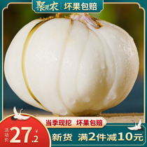Gansu specialty three-headed Huangzhou fresh sweet Lily edible white non-dry natural wild vacuum 500