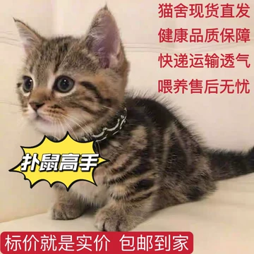 花猫 尾道市立美術館 on X: 