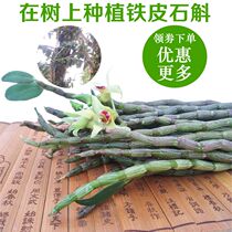 Dendrobium dendrobium fresh strips 500g raw Fengdou premium Chinese herbal medicine authentic Xinshao Huoshan four-year base direct sales