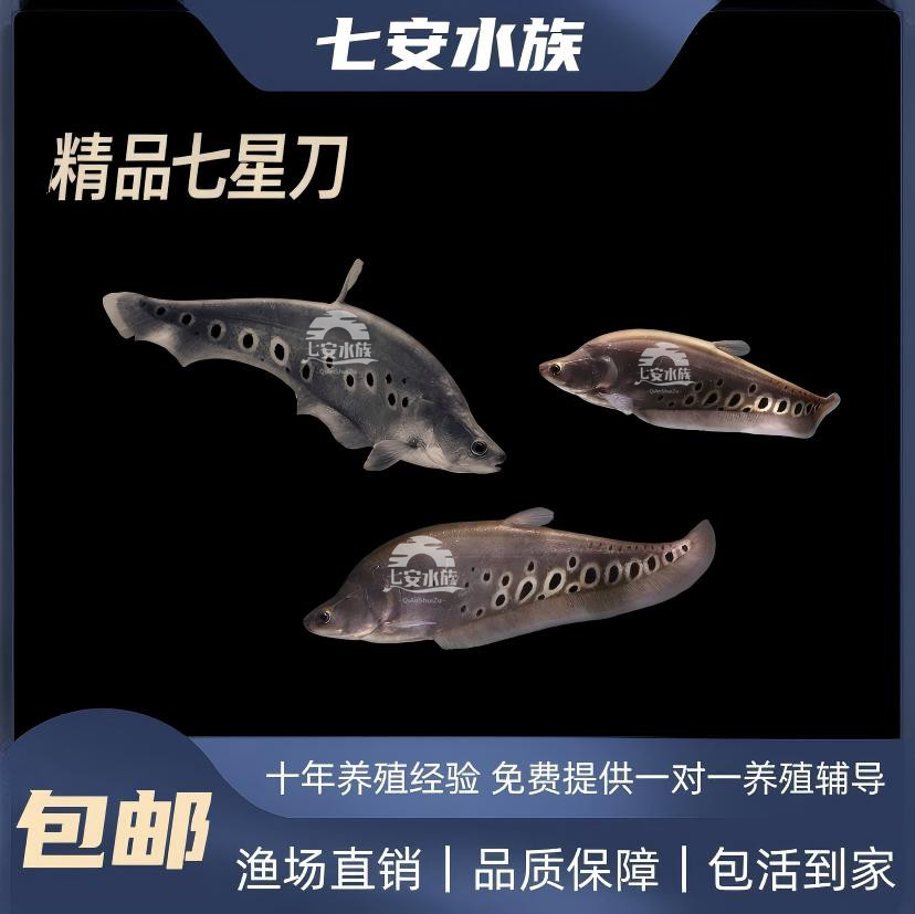 七星刀鱼苗-七星刀鱼苗促销价格、七星刀鱼苗品牌- 淘宝