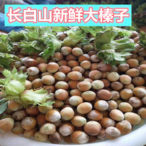 Northeast Changbai Mountain fresh hazelnut raw hazelnut water kernel hazelnut flat European hazelnut 2021 new goods