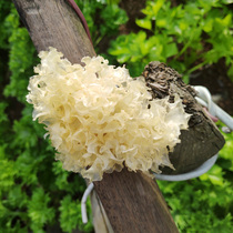 Wild basswood Tongjiang white fungus Chen he Snow ear dry goods small white fungus pregnant women sulfur-free selection large flower 150g