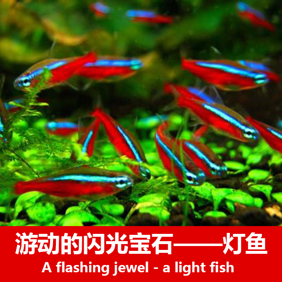 Freshwater group tour Traffic light lotus light Small tropical ornamental fish full package live delivery fast store manager recommended