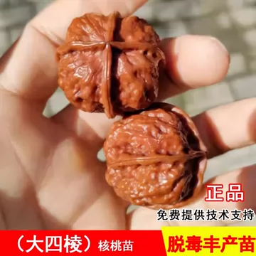 铁核桃文玩核桃-铁核桃文玩核桃促销价格、铁核桃文玩核桃品牌- 淘宝