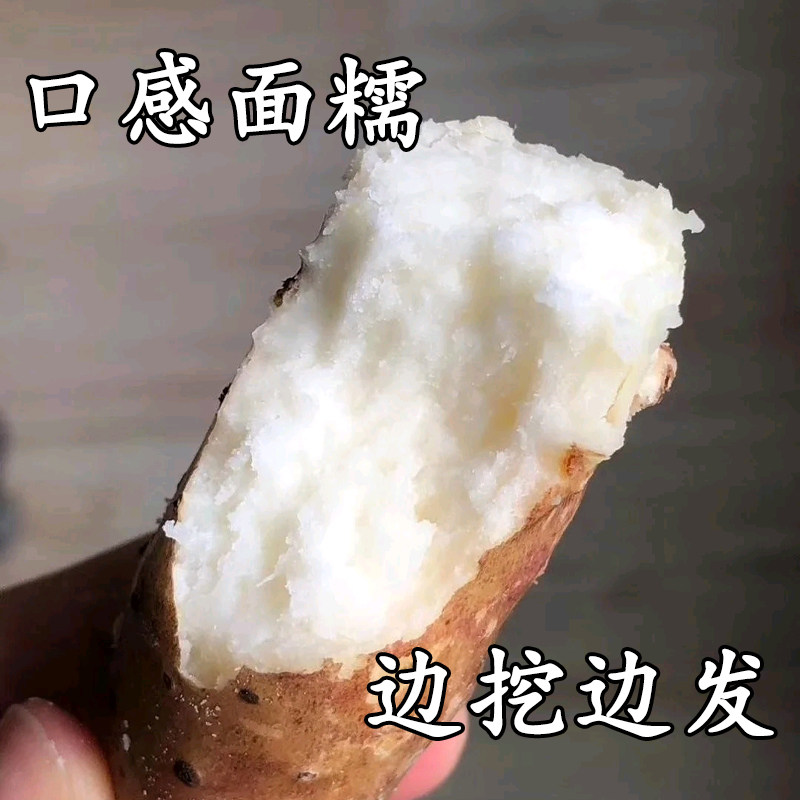 Wenxian 垆 earth iron stick yam fresh 5 catties Henan jiao as authentic iron Guihuai yam special-grade hardcore Huai Yamaguchi