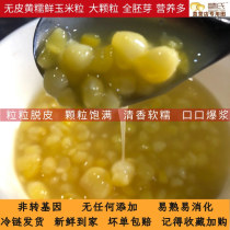 Nuos peeled fresh yellow glutinous corn porridge baby food supplement Northeast non-GMO organic fresh corn germ