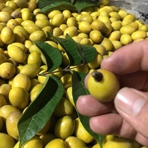 Chaoshan fresh yellow olives green olives 500g fresh fragrant olive yellow fruit juice wine soup pregnant women fruit