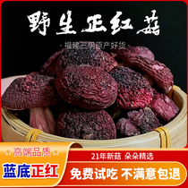Red mushroom Fujian wild 500g red mushroom dry goods authentic fresh gift box super red mushroom Wuyishan Yunnan